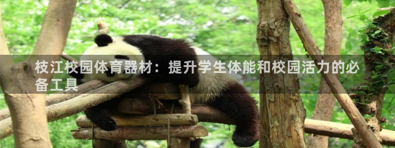 加盟极悦教育怎么样：枝江校园体育器材：提升学生体能和